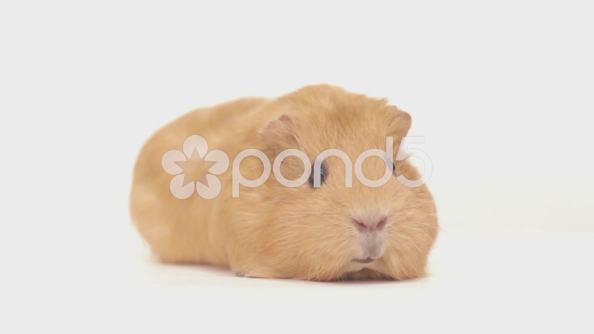 Golden store guinea pig