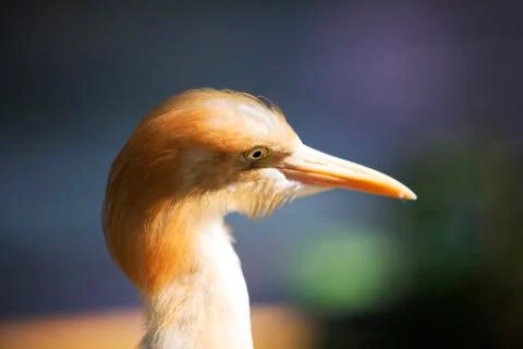 Golden haired bird  Stock Photos