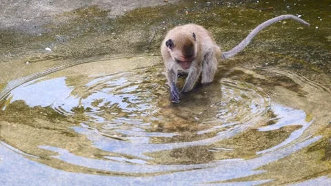 Golden hairy monkey touching water on concrete with its hand Stock Footage 324002091