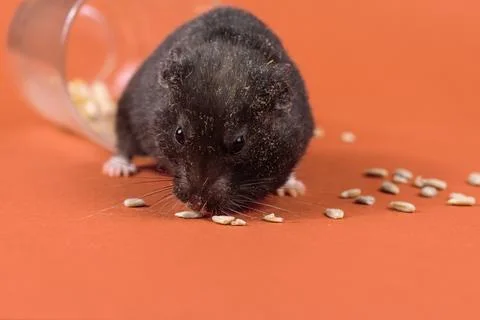 Golden hamster in front of orange background Stock Photos