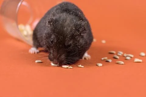 Golden hamster in front of orange background Stock Photos