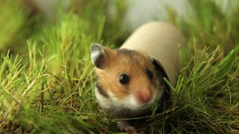 A golden hamster is playing hide-and-seek in tunnels on the green grass. A pet Stock Footage 238949911
