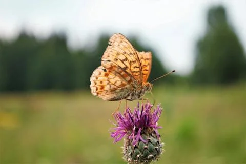 Golden Harmony Foto stock