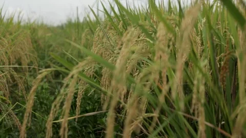 Golden Harvest, Lush Fields Stock Footage 282691320