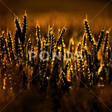Golden harvest Stock Photos