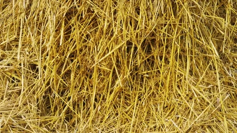 Golden Hay Bale Texture Background, Agricultural Harvest Season Vidéo 335222468