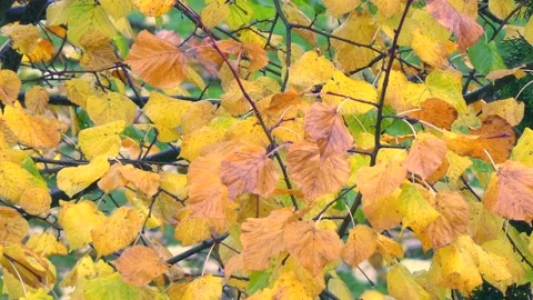 Golden hazel tree leaves with rain and wind - autumn background Stock Footage 145680865