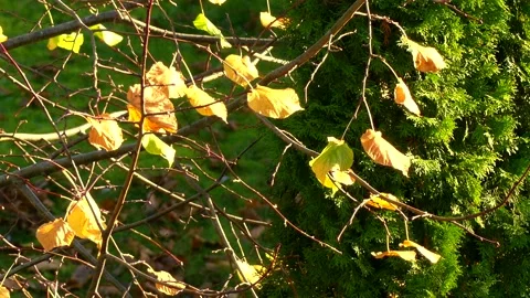 Golden hazel tree leaves - wind, sunny - autumn background Stock Footage 145835583
