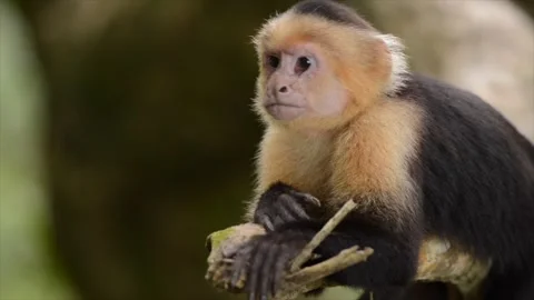 Golden Headed Lion Tamarin  monkey resting on a tree branch in Costa Rica Stock Footage 291623525