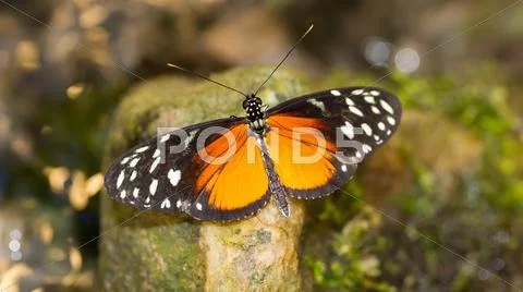 Golden helicon butterfly Stock Photos