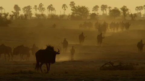 Golden herd Stock Footage 187052513