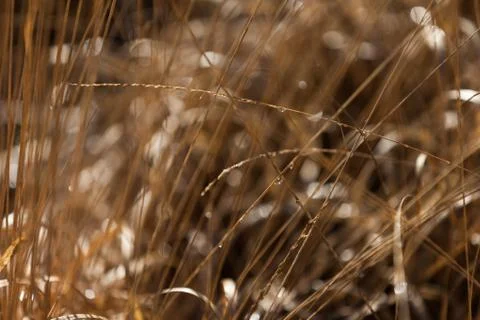 Golden high dry grass, close up, blurred background Stock Photos