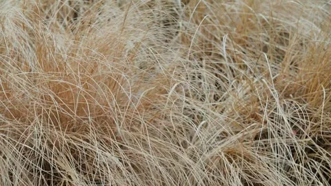 Golden high dry grass texture of the field of dry grass.  Video stock 267514495