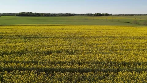 Golden Horizon: Drone Flight Through Blooming Rapeseed Field Stock Footage 272660633