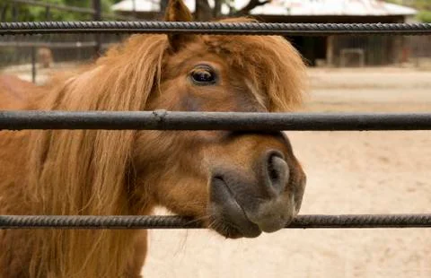 A golden horse with a beautiful mane peeks out of the valier. zoo Photos