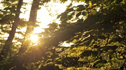 Golden hour beech forest, camera sliding with parallax effect, 4K Stock-Footage 320154082