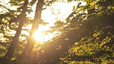 Golden hour beech forest, camera sliding with parallax effect, 4K Stock-Footage 320154084