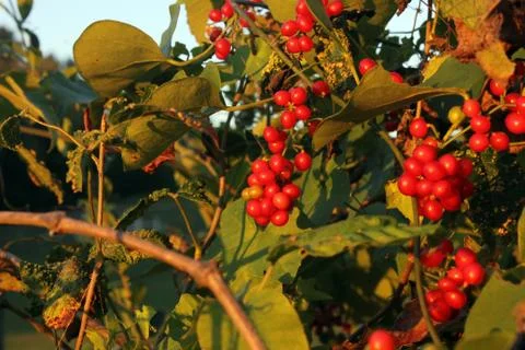 Golden Hour Berries Stock-Fotos