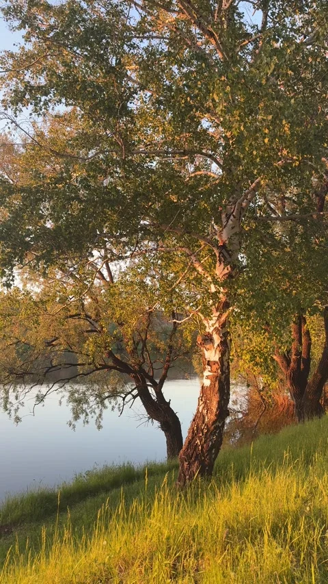 Golden Hour Birch Trees by River Vidéo 336804351