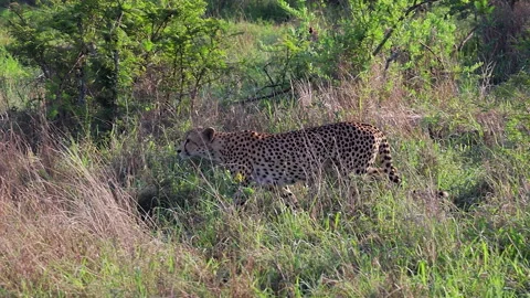 Golden hour cheetah walks through tall grass in bushveld savanna Stock Footage 333939375