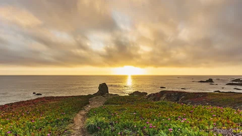 Golden Hour Cloud Ocean Timelapse with Flowering Ice Plant in Foreground Vídeos de archivo 217963807