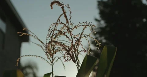 Golden Hour Corn Tassels Silhouetted in a Home Garden Stock Footage 314856443
