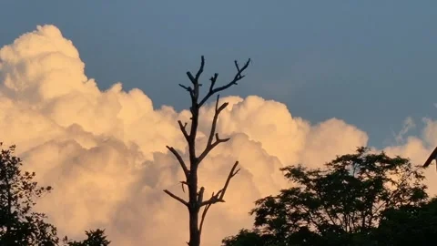 Golden hour cumulus clouds Video stock 333531793
