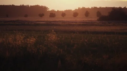 Golden hour in the field Stock Footage 314403727