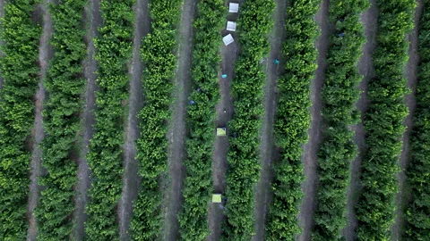 Golden Hour Flyover of Lemon Tree Lanes with Harvest Bins Stock Footage 337566513