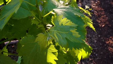 Golden Hour Highlights on Young Grape Leaves Stock Footage 344954314