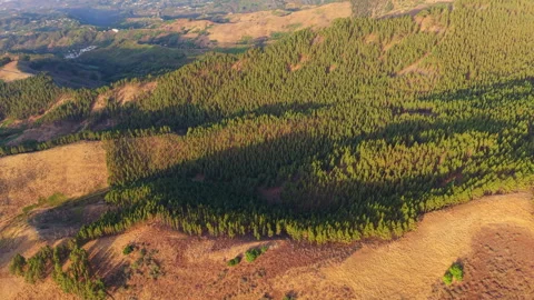 Golden hour illuminating pine forest in Canary islands, Spain Stock Footage 315131811