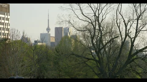 Golden hour leafless tree with CN tower in back Vidéo 57097564