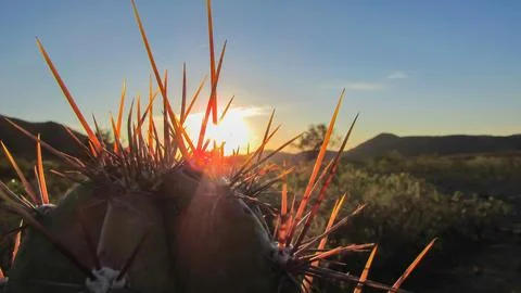 Golden hour light backlighting sharp cactus spines in a desert landscape, c.. Stock Photos