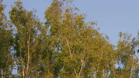 Golden Hour Light on Birch Trees Moving in Wind in Summer Stock Footage 336617523