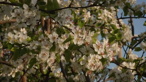 Golden Hour Light on Blooming Pear Tree Stock Footage 332212092
