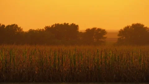 Golden-hour light over a cornfield and tree line Stock Footage 345530613