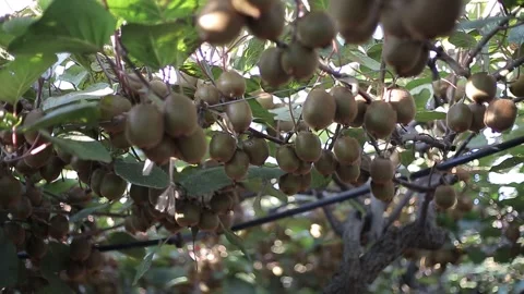 Golden Hour Light Shining Through Orchard Netting Stock Footage 304315430