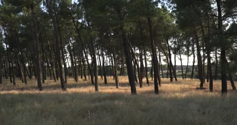 Golden hour light shining through a pine forest Vídeo Stock 344147033