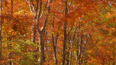 Golden Hour Light Through Orange Leaves Stock Footage 346195749