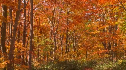 Golden Hour Light Through Orange Leaves Stock Footage 346195753