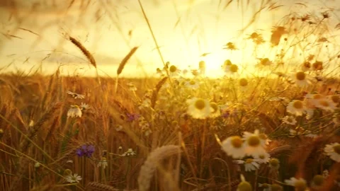 Golden hour meadow with backlit chamomile and flowing grasses at sunset Stockbeeldmateriaal 343446653