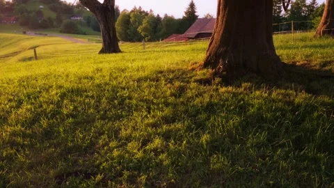 Golden Hour Meadow with Large Tree and Swiss Farmhouse — Summer Nature B-Roll Vídeos de archivo 336213147