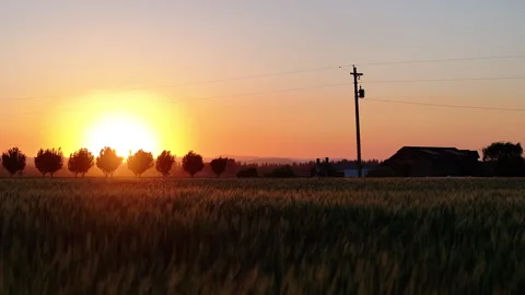 Golden hour over a field of wheat, with the sun setting behind a row of Видео 313114882