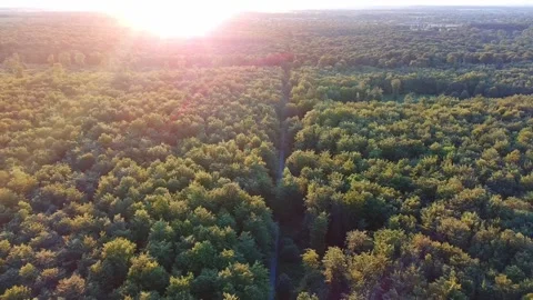 Golden Hour Over Forest With Pathway Stock-Footage 314665252
