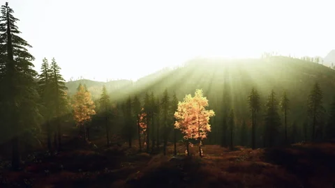 Golden hour pine with orange sapling cinematic forest dawn Stock Footage 327860947