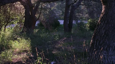 Golden Hour Rays Through Forest Canopy Stock Footage 329321453