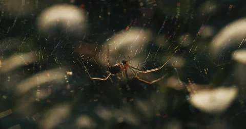 Golden hour spider on web in forest Stock Footage 279984290
