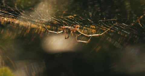Golden hour spider on web in forest Stock Footage 279996110