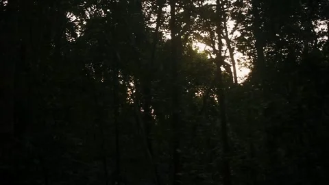 Golden hour sun rays penetrate the deep, vibrant Western Ghats rainforest c.. Stock Footage 341356879
