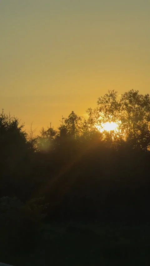 Golden hour sun setting behind forest silhouette Stock Footage 340237555